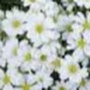 Meet your Posher, Kyleigh